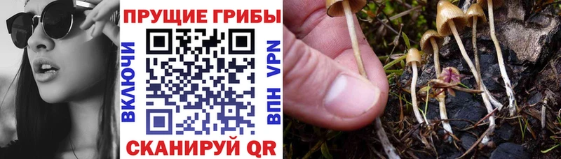 Купить где  Бабушкин  Псилоцибиновые грибы мицелий 